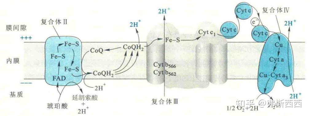 生化——生物氧化 - 知乎