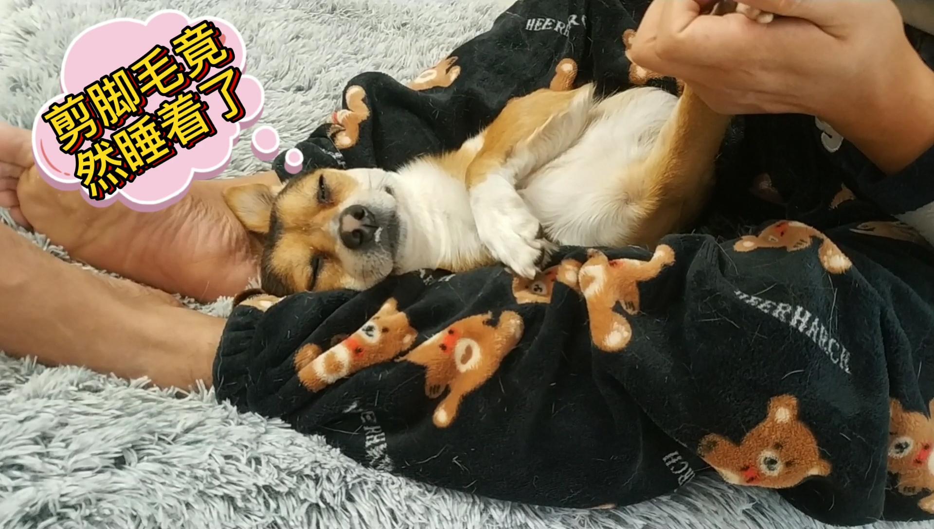 主人把狗狗当枕头狗狗刚开始很反抗生无可恋最后竟然睡着了