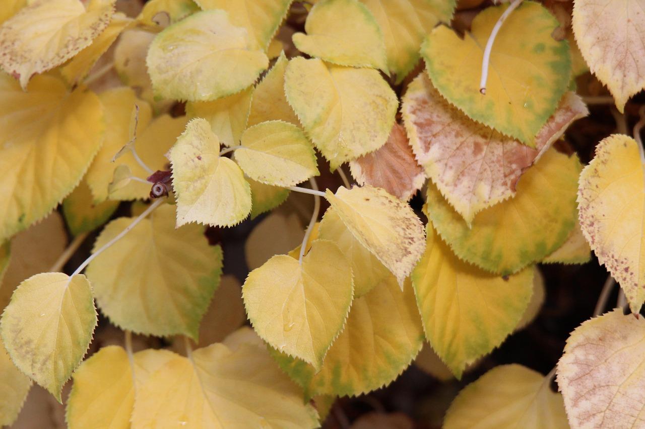 米兰叶子蔫了怎么办