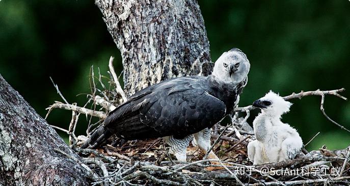 《神雕侠侣》里的雕兄真的存在:翼展2米1,时速80公里