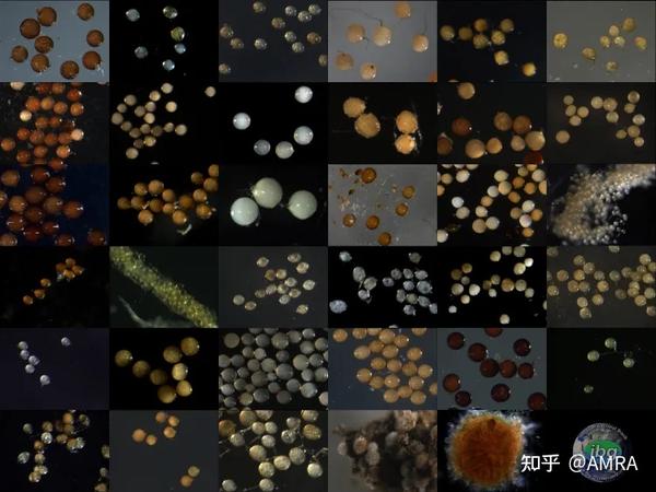 目前最全的丛枝菌根真菌基因组(8个菌种) - 知乎
