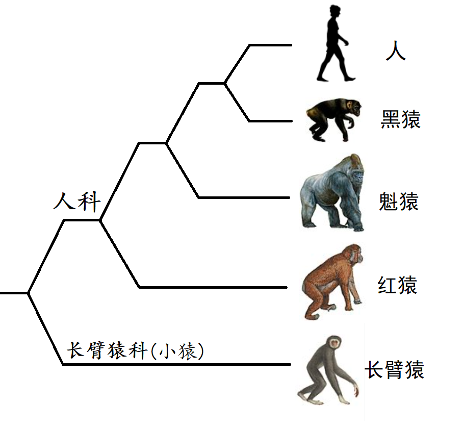 黑猩猩和猿有什么区别?