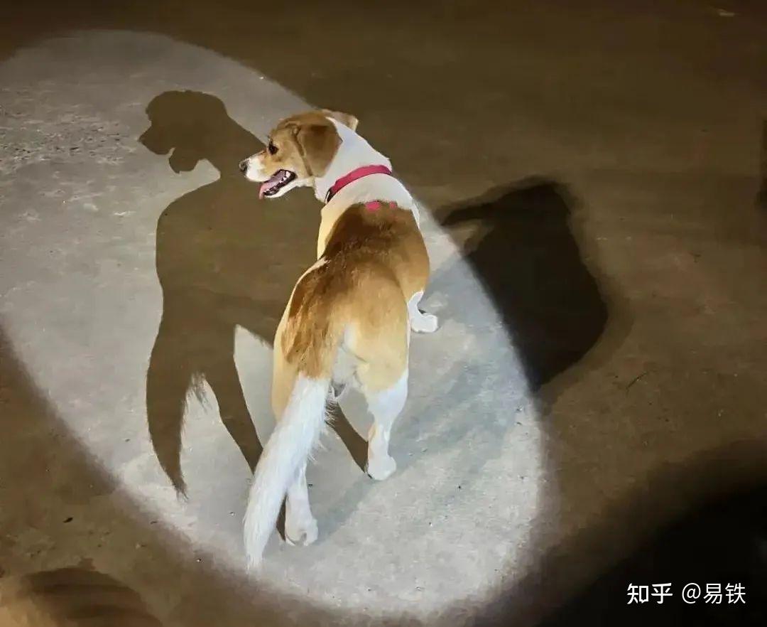 趣步赞丽完美犯罪三重囚徒困境里仰望星空的韭菜理想