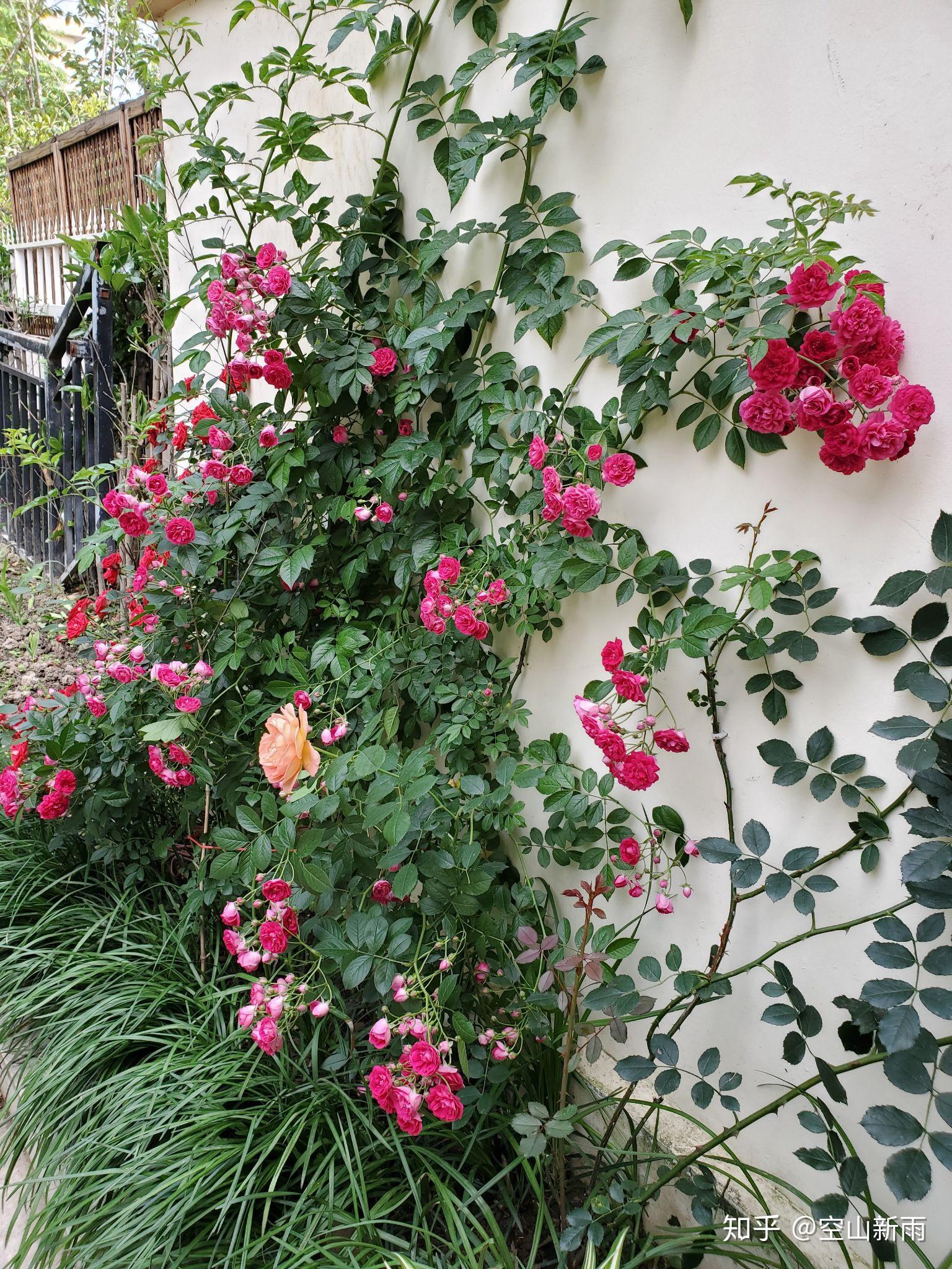 红木香什么样子