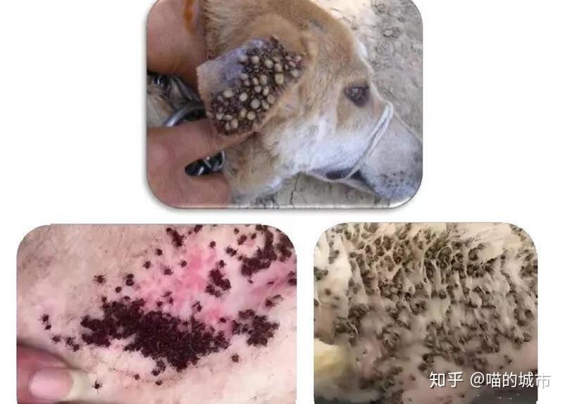 另外一种常见寄生虫就是蜱虫,蜱虫的危害大家应该都心知肚明,不知道的