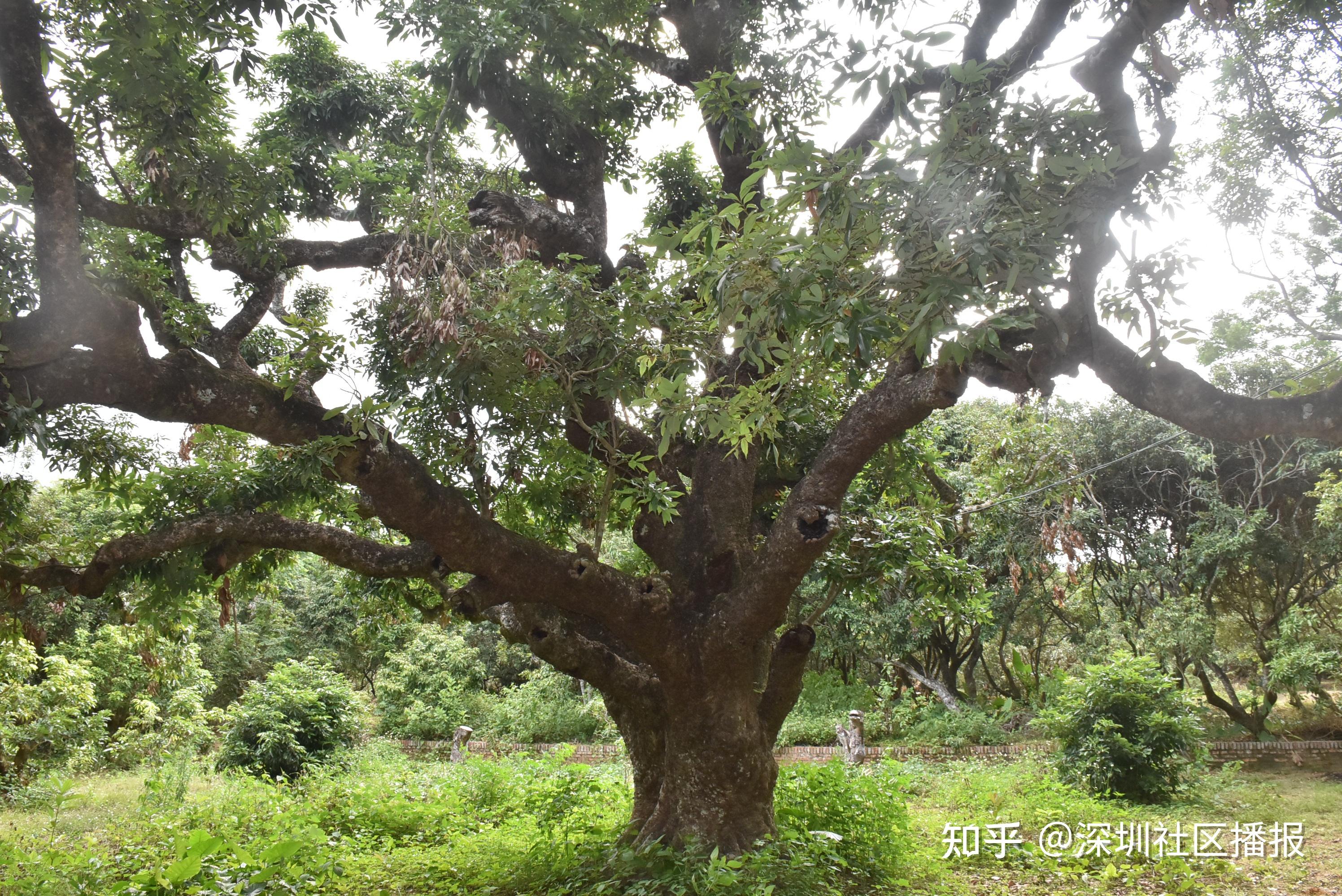 茂名祿段村千年古荔枝罕見樹幹掛綠果