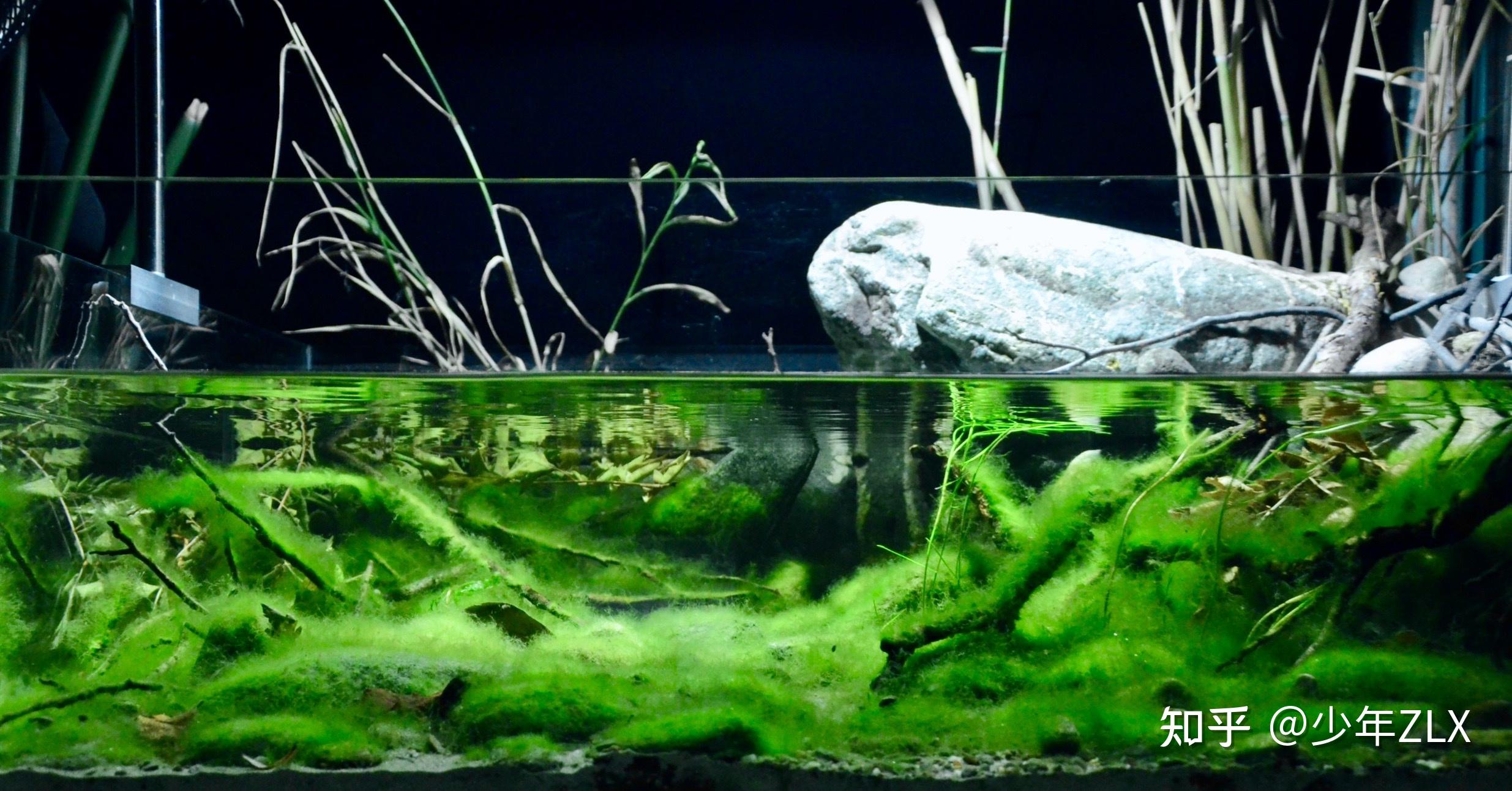 你见过最特别的造景是什么样的? - 知乎