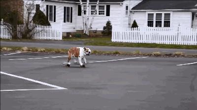 狗狗腿瘸后腿无力 骨骼发育不良 宠物骨刺髋关节问题的原因 知乎