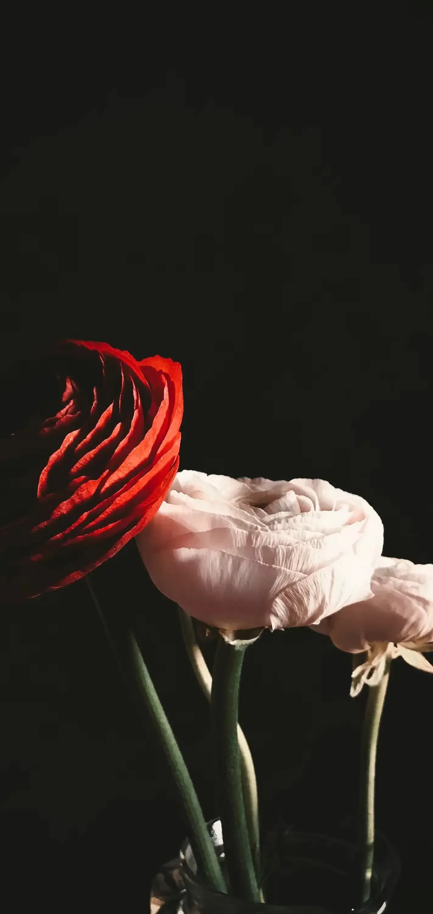 黑色背景花卉壁纸