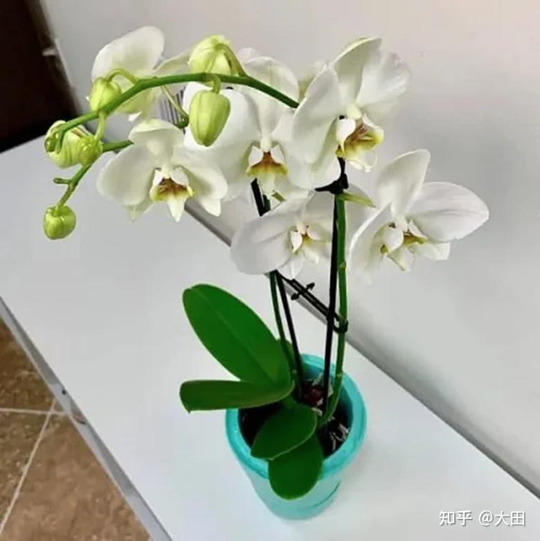 20 个你必须尝试的 DIY 兰花盆创意 - 知乎