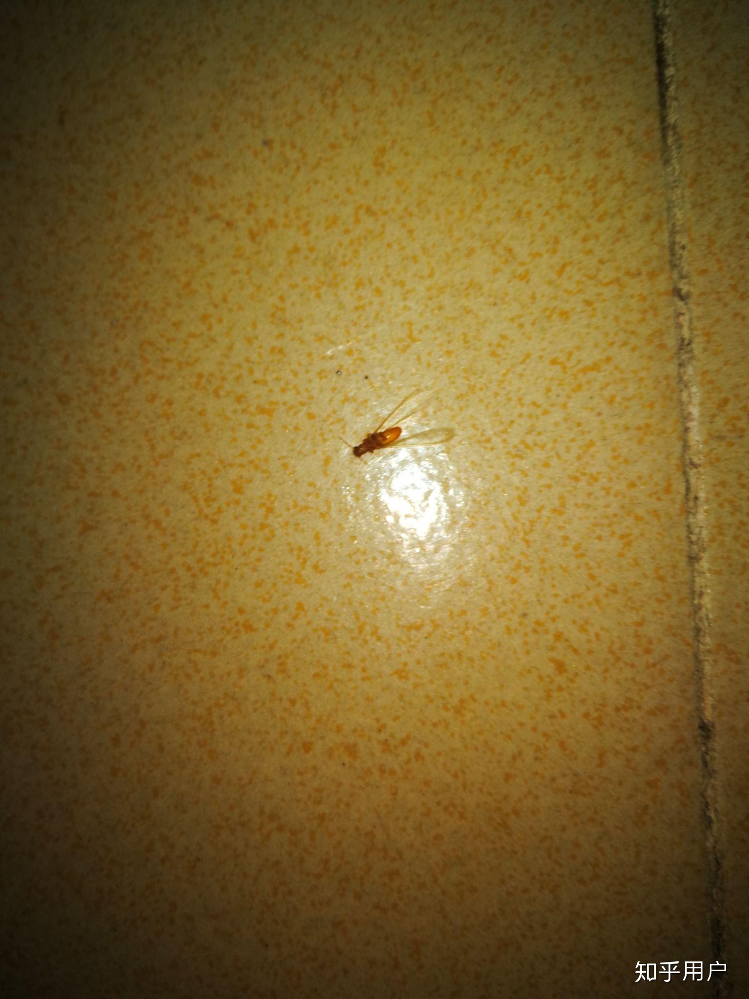 家里突然多了很多这样的虫子有两根触角翅膀很长且透明想知道是什么