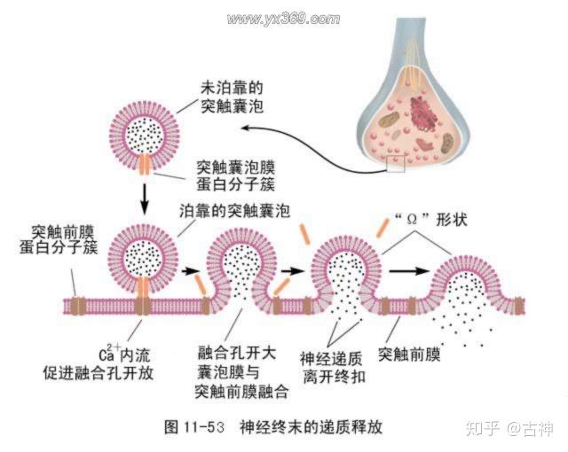 v2-4127b1179de1339df5d20b6e4f905fe8_r.jpg