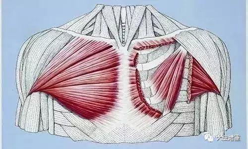 各种胸肌形状图片