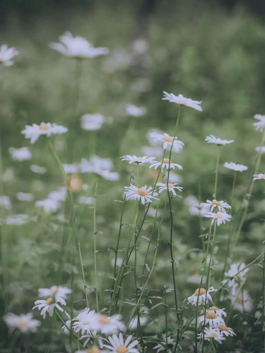 有什么美到极致的绿色壁纸?(绿色壁纸好看卡通动漫)
