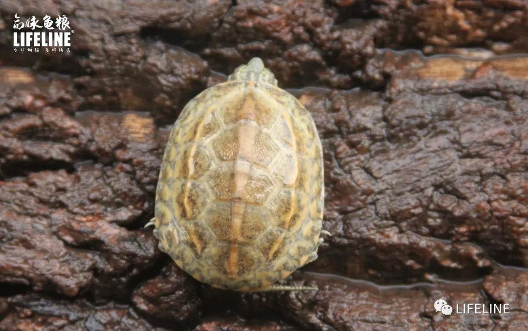 墨龟墨染的风采国龟里的万能龟公