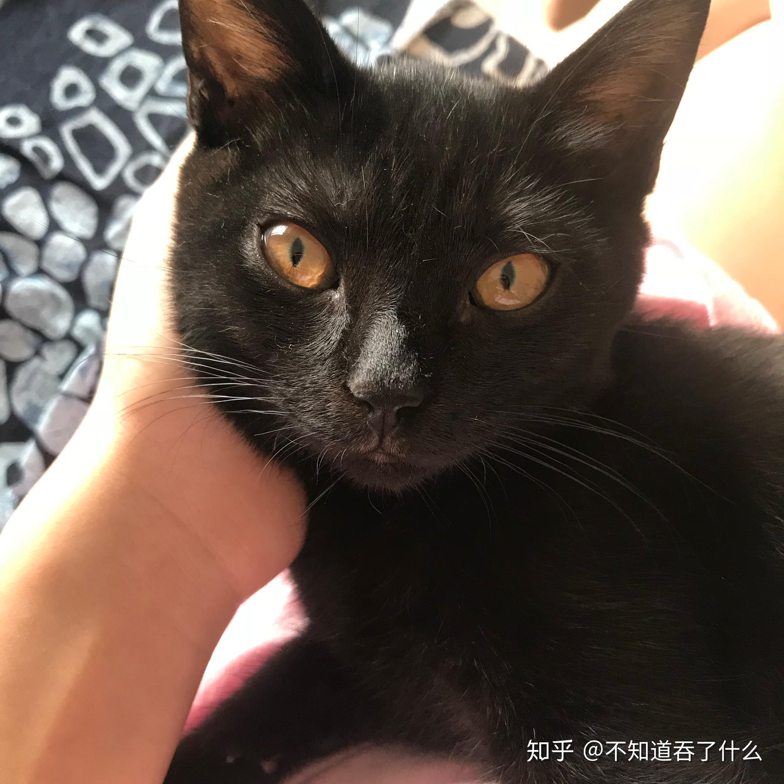 四个月英短黑猫越看越丑怎么办