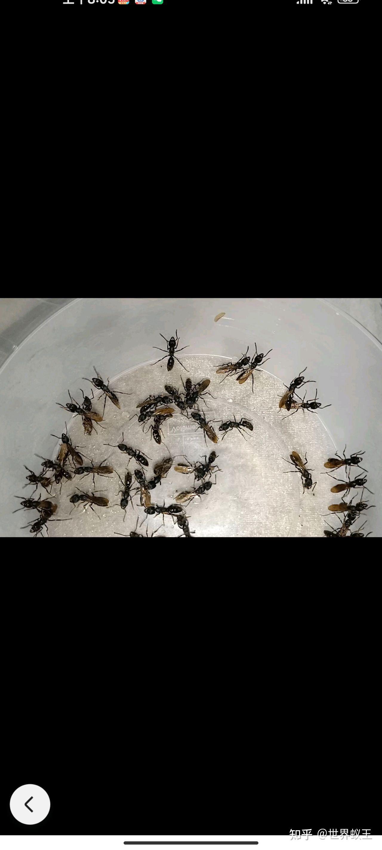 黑色的小虫,被叮后一阵一阵的刺痛