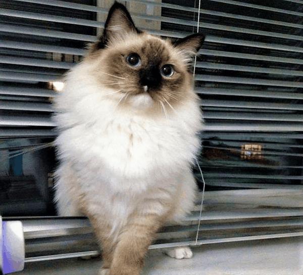 暹罗布偶伯曼三种猫傻傻分不清楚看完你就懂了