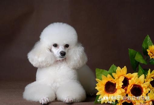 价格:3000-1w不等寿命:13-20年智商:第2位① 之所以说贵宾犬是最高贵