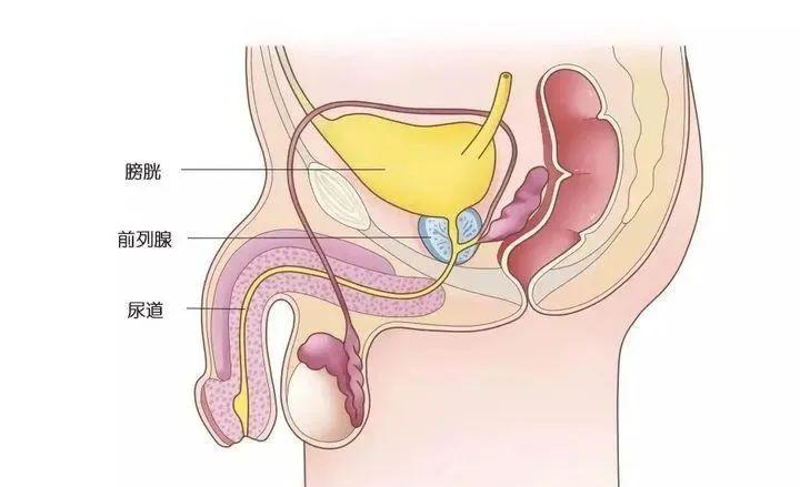 前列腺位置图结构图图片