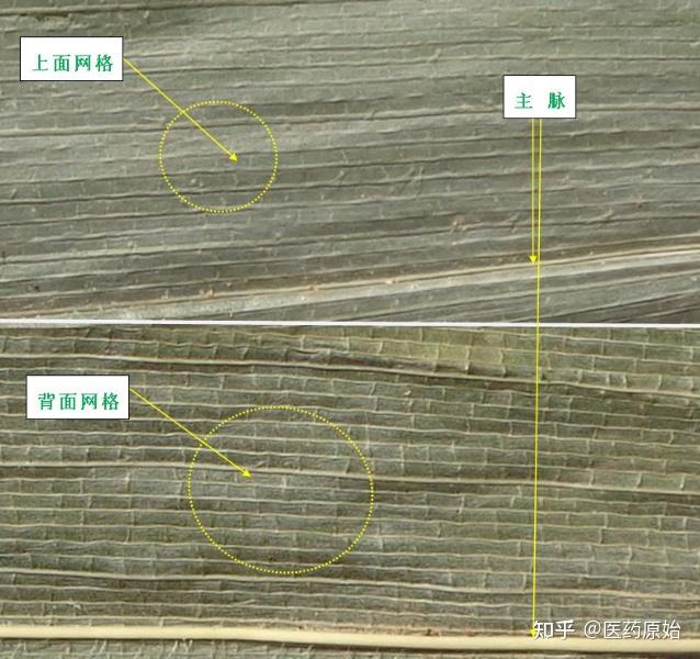 带你识别淡竹叶