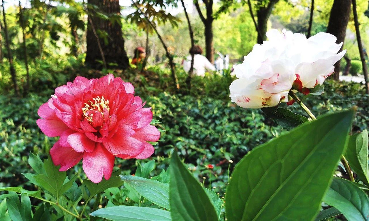 谷雨节气花信图片