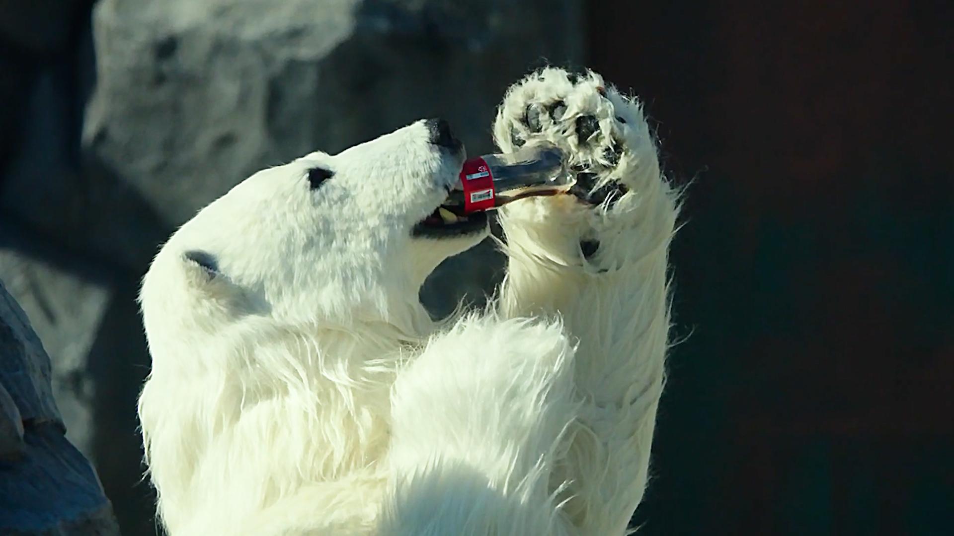 动物园里的北极熊竟会喝可乐,瞬间成为网红熊!
