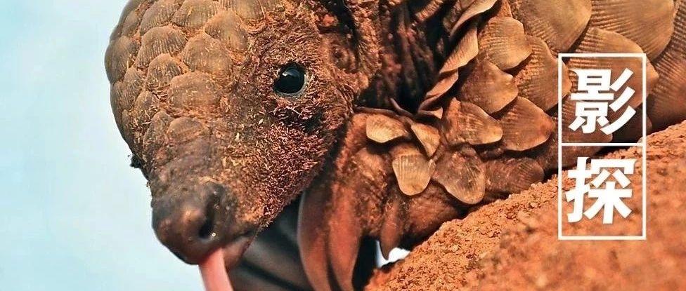 揭开野生动物交易内幕 这片子无法打分 唯有震撼 知乎