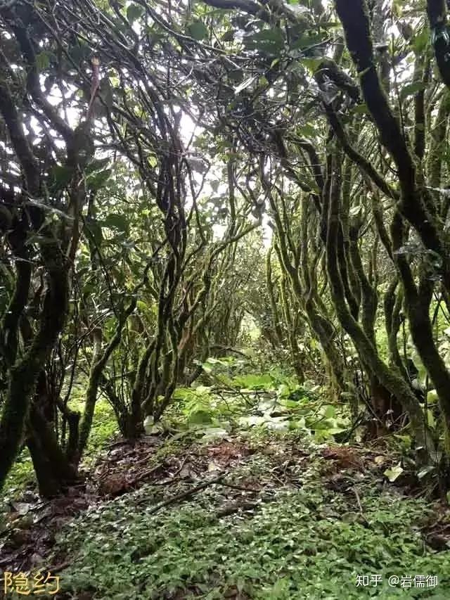 武夷岩茶老枞水仙的枞味要如何体会