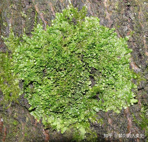 【地球生物全系列——植物篇】叶苔纲—叶苔目（下） - 知乎
