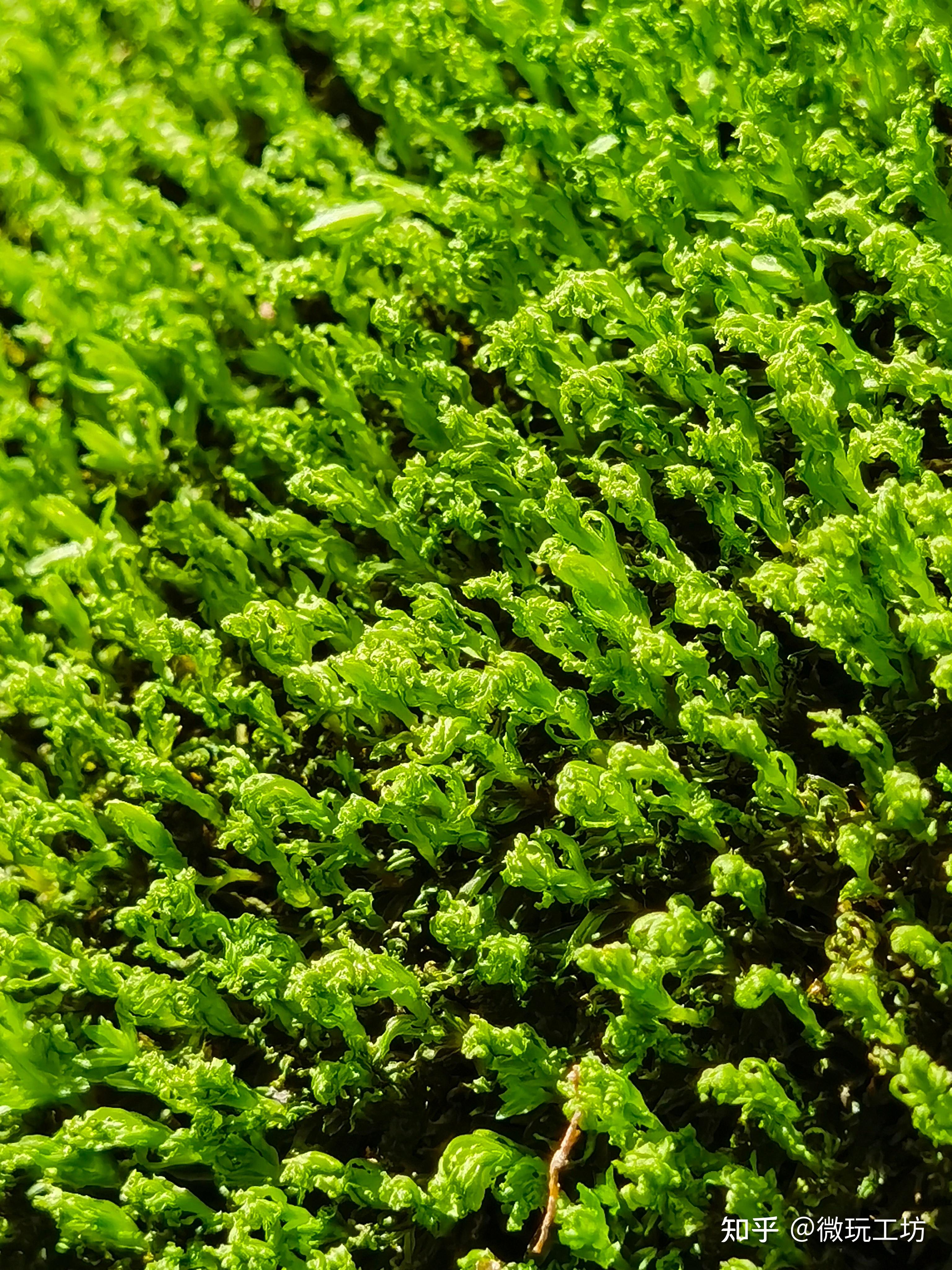 常见的苔藓都有哪些种类呢最好要配图的?