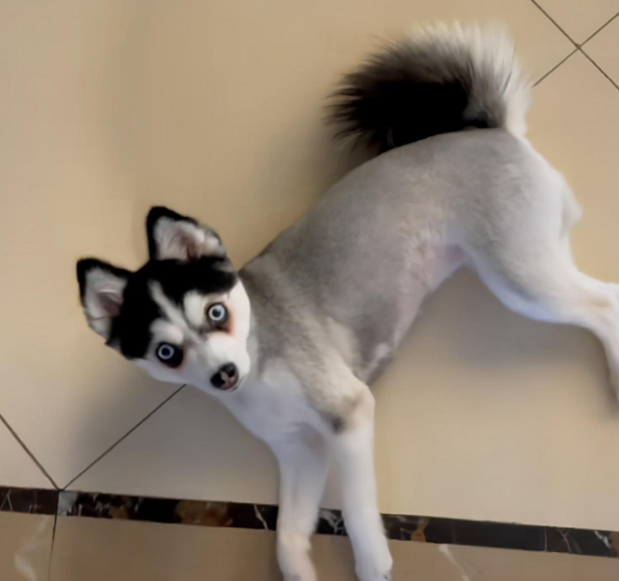 震惊原来博美哈士奇哈士美这崽遗传的真好