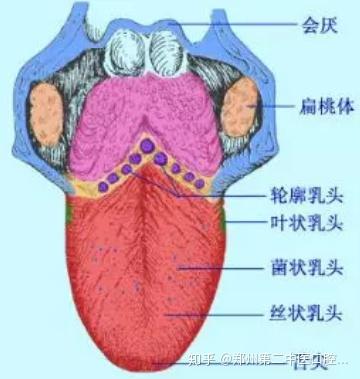 舌头上的肉疙瘩 v2-41645a36ba90e9cec518be68f38304f0_b.jpg
