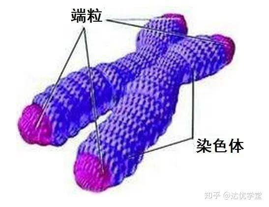 衰老研究——端粒相关检测 - 知乎