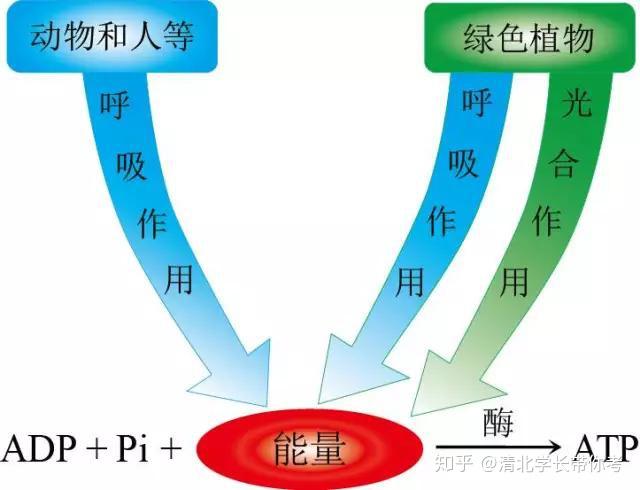 细胞的能量通货ATP!彩图还是第一次见到!功能知识点一目了然 - 知乎