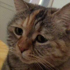 网红猫meme表情包第一弹（震惊猫） - 知乎