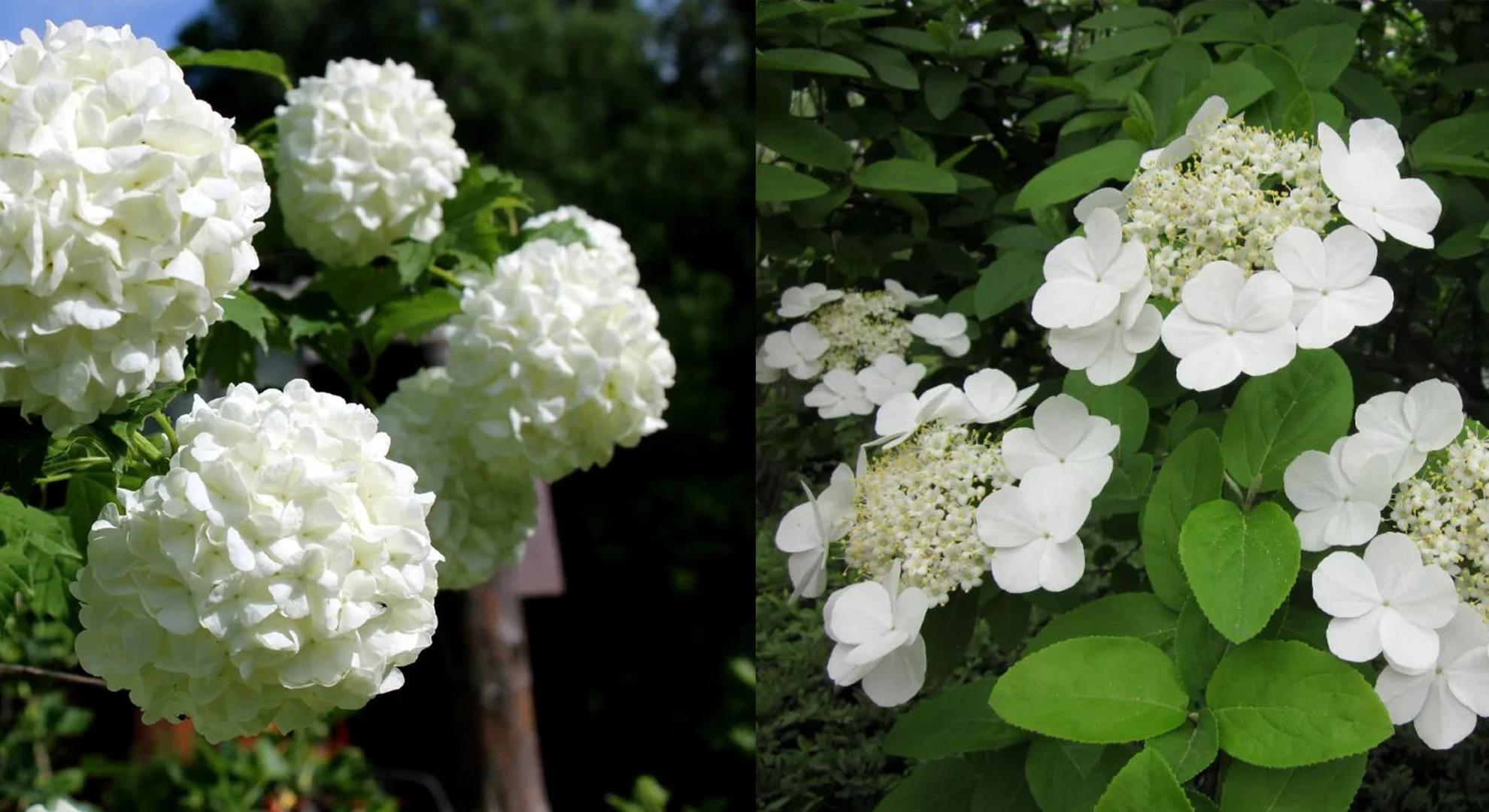 适合种庭院里的木绣球，开花壮观，容易打理，不容错过- 知乎