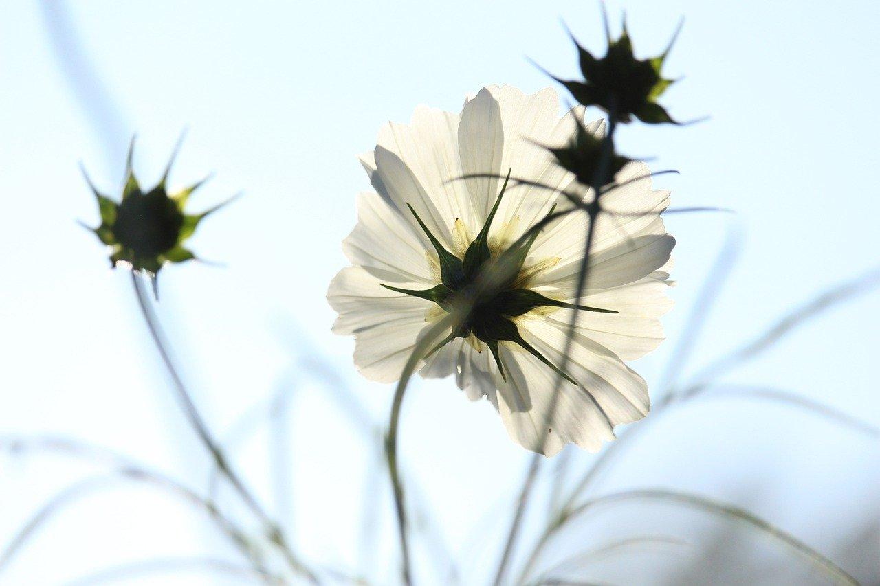 格桑花什么样的