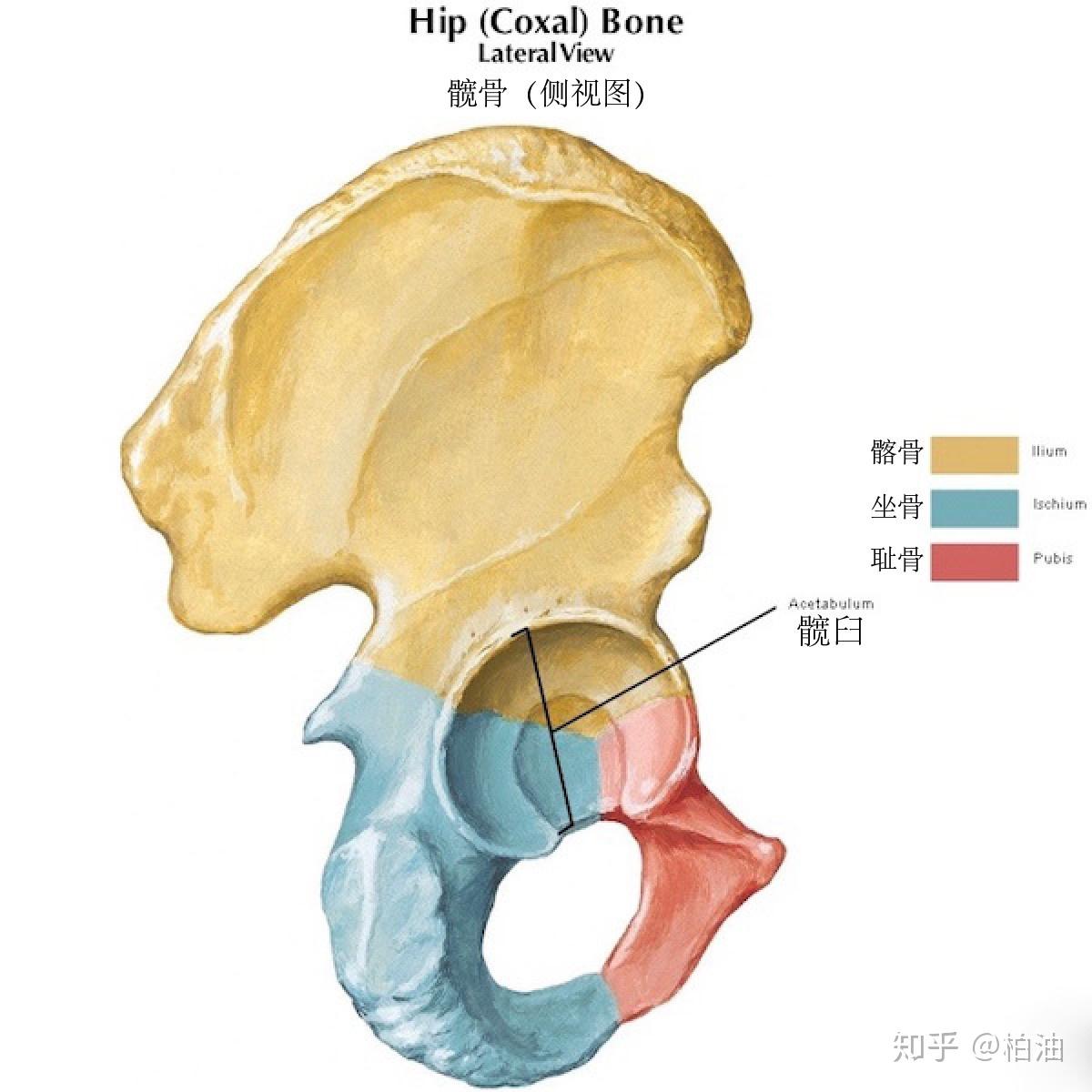 61 骨盆的韧带和关节-基础医学-医学