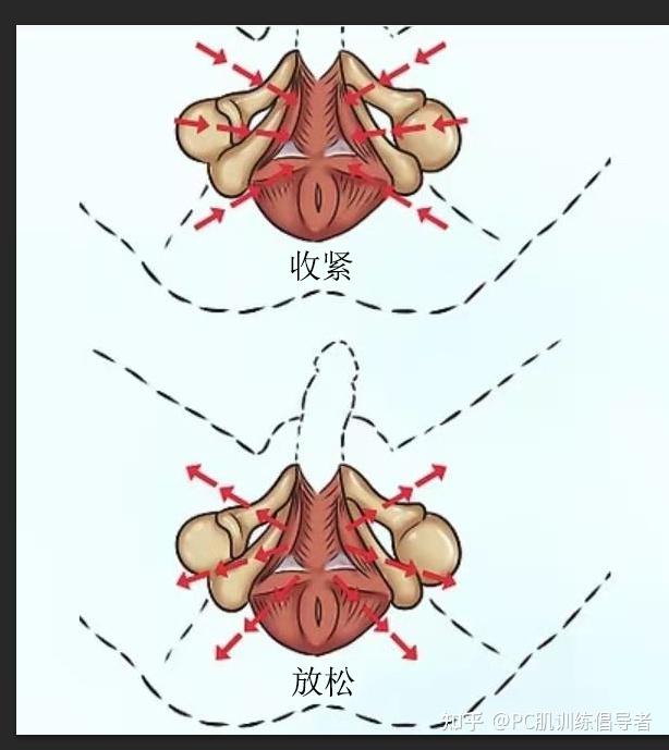 pc肌图解图片