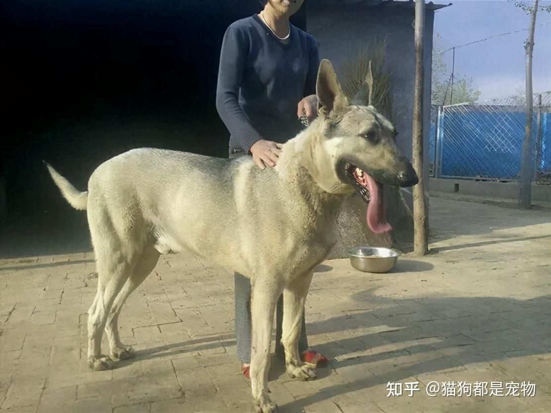 建议你养“狼青犬”是有原因的,养了就不想换狗! - 知乎
