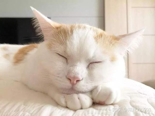 猫咪睡姿大盘点，10种常见的猫咪睡姿，哪种最可爱？ 知乎