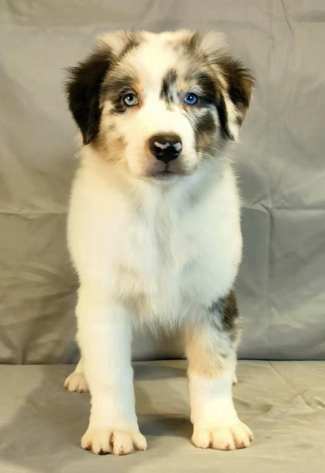 带你认识澳洲牧羊犬