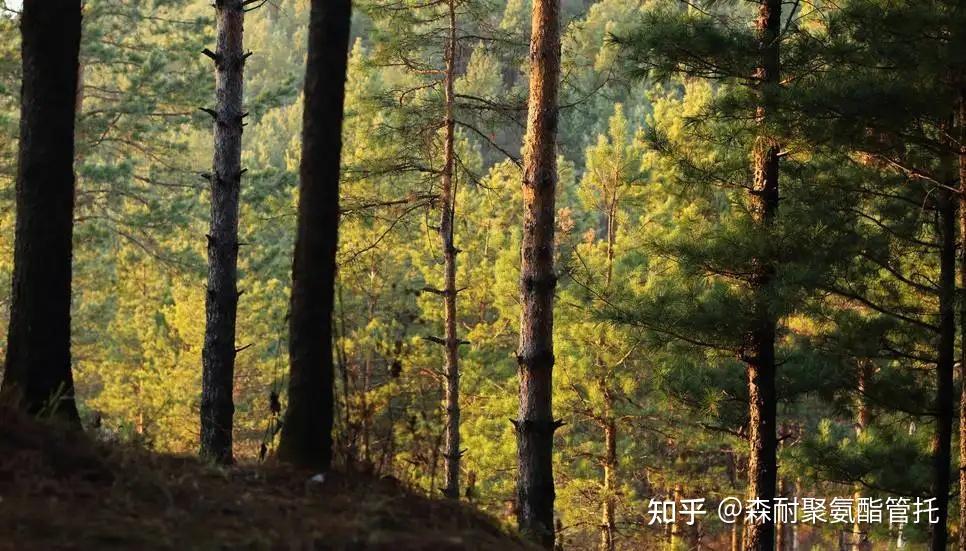 红松木空调木托材质好吗?还可以应用在哪里?森耐为您解答 - 知乎