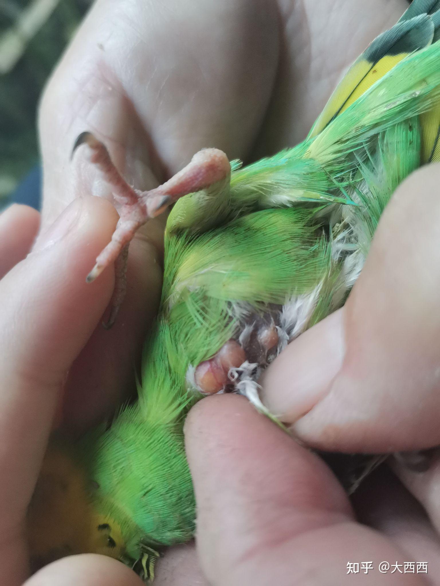 虎皮鹦鹉头上掉毛长黄疙瘩怎么回事