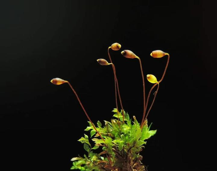 关于苔藓植物的孢子体
