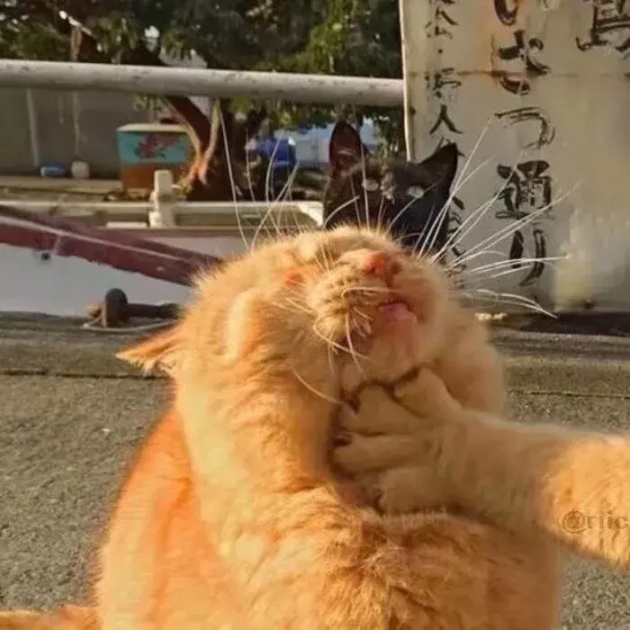 有哪些好看的情侣头像?-有哪些好看的情侣头像动漫