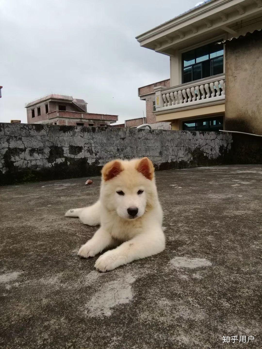 为什么大家不喜欢养土狗,土狗聪明吗?