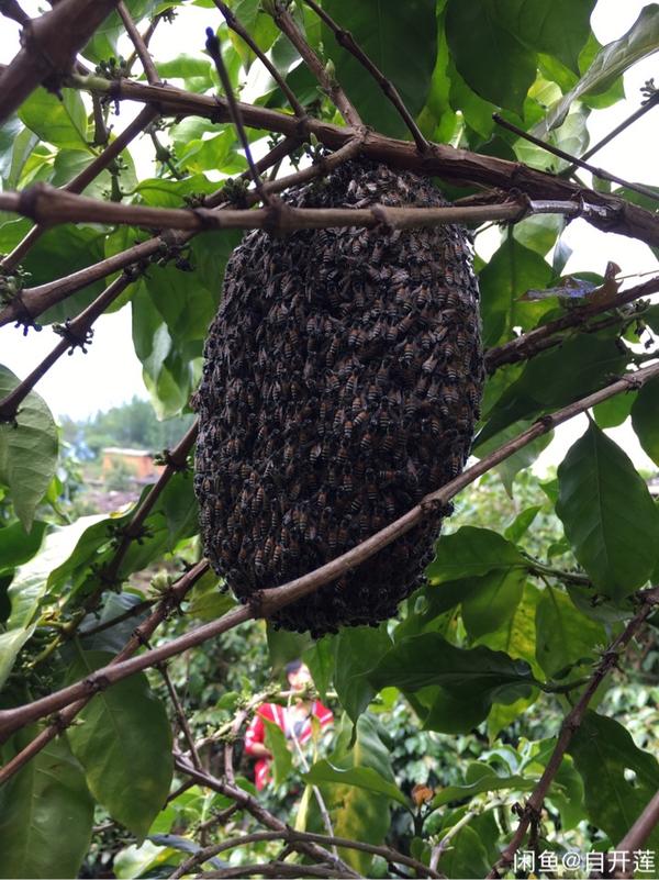 为什么蜂蜜放久了变成黑色(为什么蜂蜜放久了颜色会变深) 为什么蜂蜜放久了变成黑色(为什么蜂蜜放久了颜色会变深)