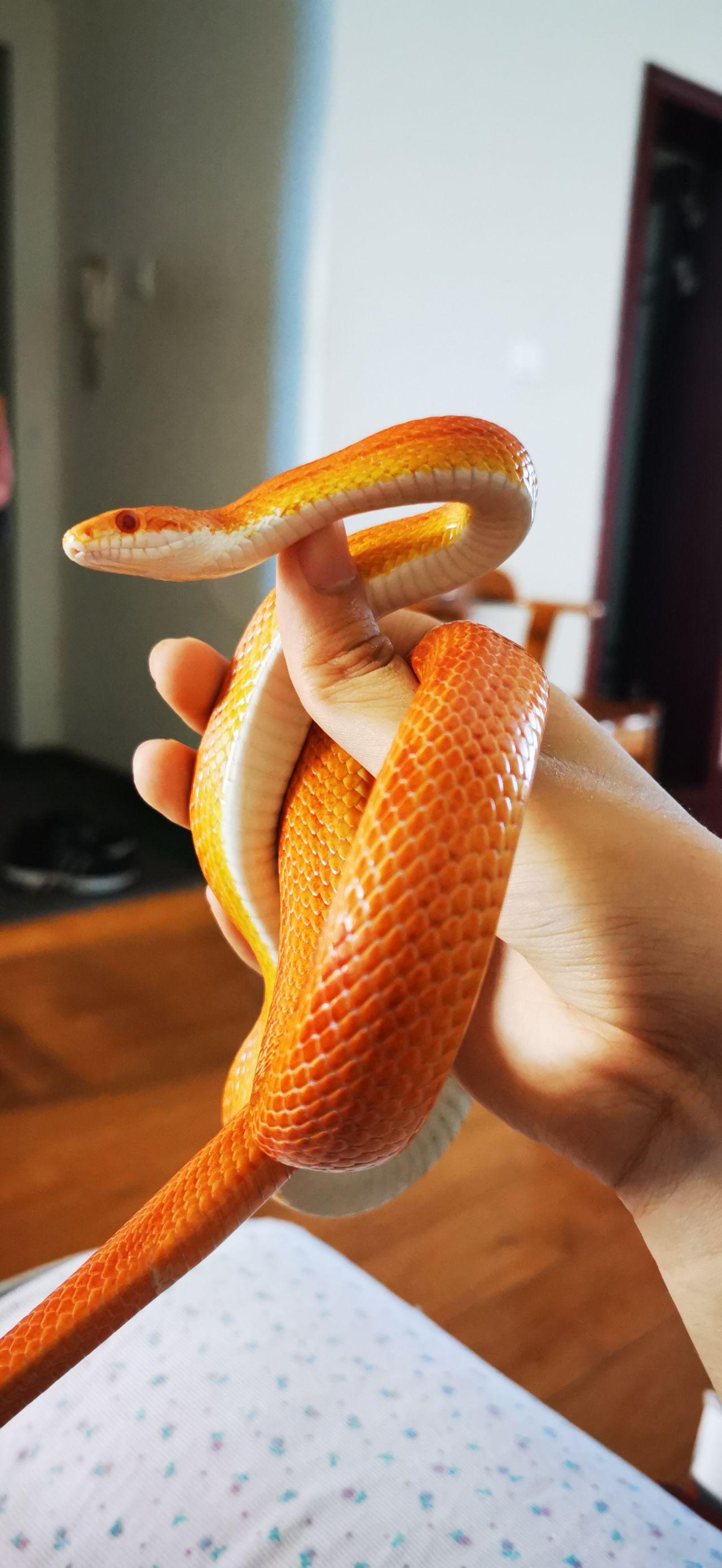 饲养玉米蛇是一种什么体验? - 知乎